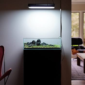 【たかはし様用】WORMED / Planisphaerium たかはし様用】WORMED / Planisphaerium